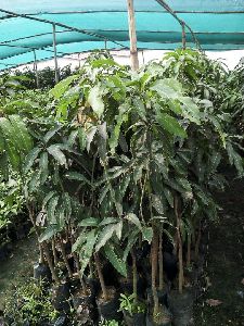 Mango Amropali Plant