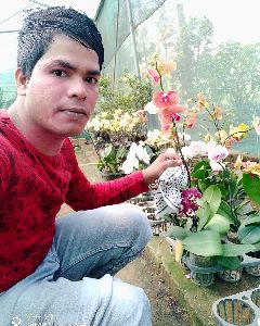 Orchid Flower plant