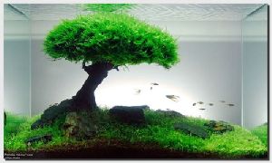 Aquarium Artificial Tree