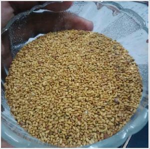 Alfalfa Seeds (Lucerne seed)