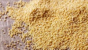 Yellow Jowar Seeds