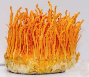 Cordyceps Mycelium