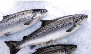 Fresh / Frozen Farmed Atlantic Salmon