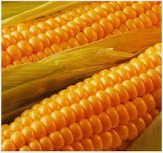 GMO-Yellow Maize