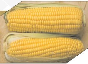 Non-GMO Yellow Maize