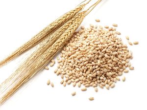 barley seeds