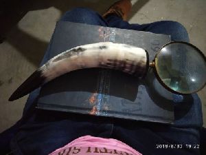 Horn and Bone Magnifying Glass