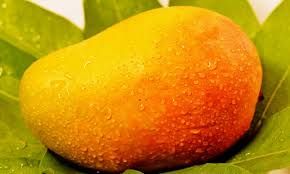 Indian Fresh Raw Kesar Mango