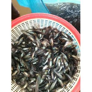 Pangasius Fish Seeds