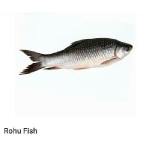 Rohu Fish Seeds
