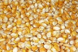 GMO Yellow Corn