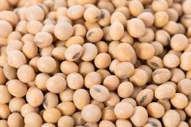 non-gmo soybean