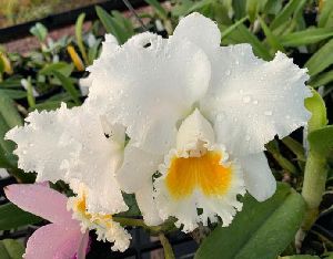 White Cattaleya hybrid Plant