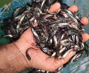 Pangasius Fish