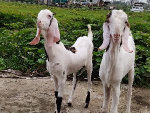 Sojat Goats