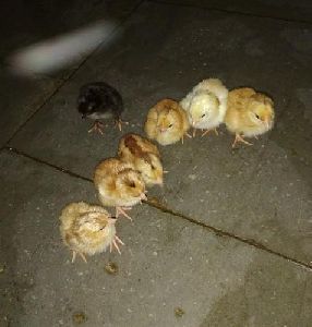 Kaveri Broiler Chicks