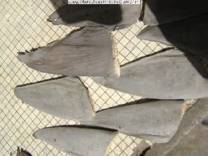 Dried Shark Fins