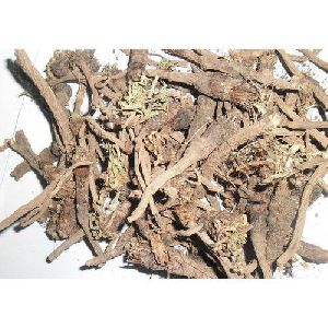 Dry Akarkara Root