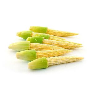 Baby Sweet Corn
