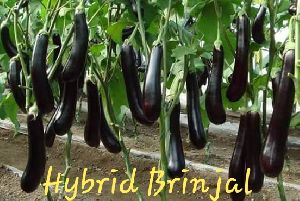 Hybrid Brinjal Seeds