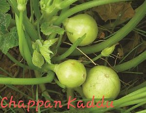 Chappan Kaddu Seeds