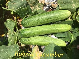hybrid cucumber seeds