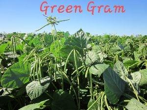 Green Gram Seeds