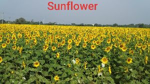 sunflower seeds