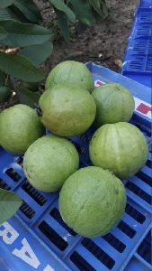 Fresh Green Guava