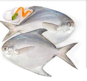 pomfrets fish