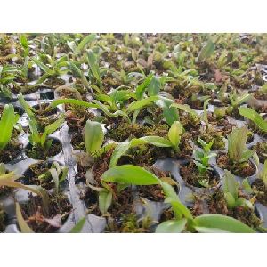 Cattleya Seedlings