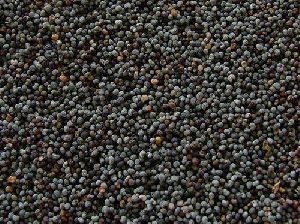 Shatavari Seeds