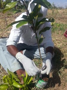 grafted mango plant