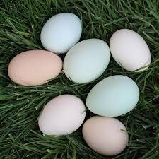Bantam Eggs