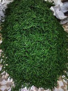 Fresh Green Chilli (Export Quality)