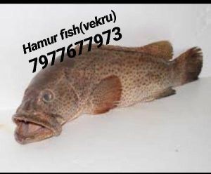 Fresh Hamour Fish