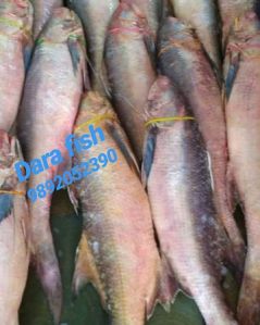 Fresh  Threadfin Fish