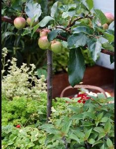 Organic Apple Plant