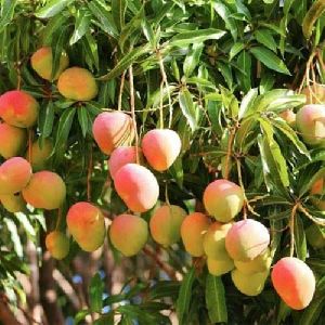 Organic Mango Plant