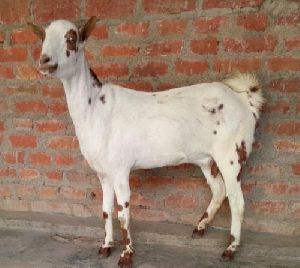 Live Barbari Goat