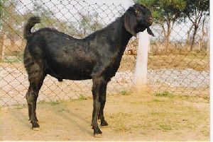 Live Beetal Goat