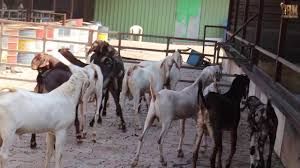 Live Rajasthani Goat