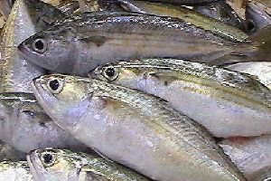 indian mackerel