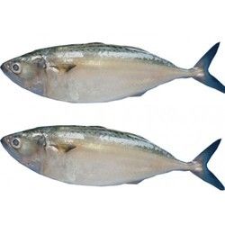 india mackerel