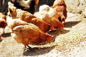 Natural Poultry Feed