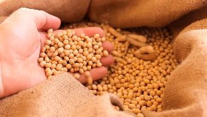 Pure Soybean Seeds