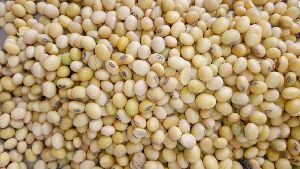 Dried Soybean Seeds