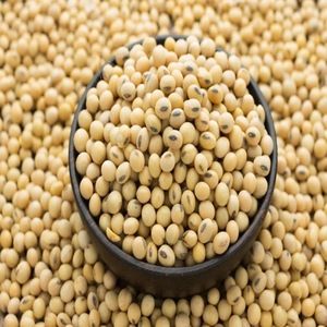 Non GMO Soybean Seeds