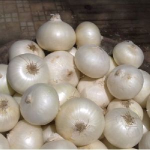 Small White Onion