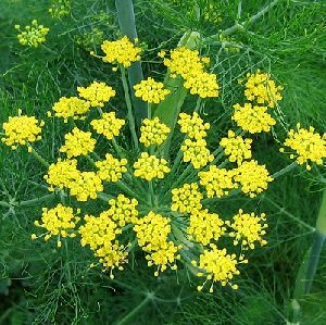 Fennel Sweet Oil